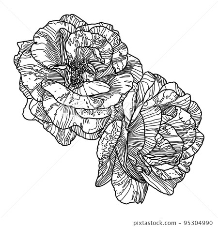 Black line drawing of two garden roses isolated on white. Hand drawn sketch, vector illustration. Decorative element for greeting card, wedding invitation, other print products. 95304990