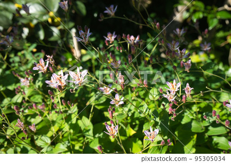 Formosan Hototogisu in the backyard in autumn Formosan Hototogisu in the backyard in autumn 95305034
