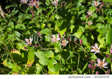 Formosan Hototogisu in the backyard in autumn Formosan Hototogisu in the backyard in autumn 95305036
