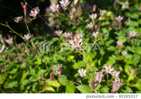 Formosan Hototogisu in the backyard in autumn 95305037