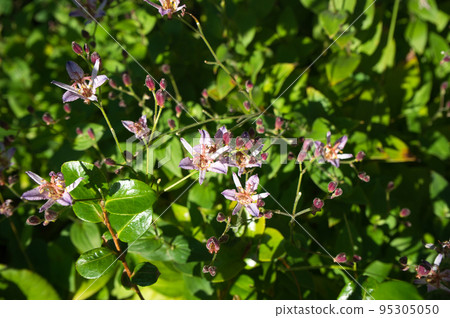 Formosan Hototogisu in the backyard in autumn Formosan Hototogisu in the backyard in autumn 95305050