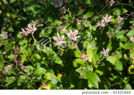 Formosan Hototogisu in the backyard in autumn 95305060