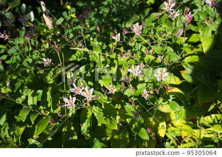 Formosan Hototogisu in the backyard in autumn 95305064