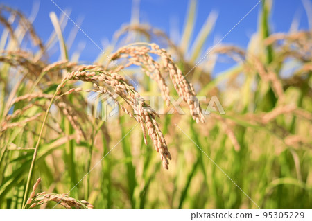 Autumn rain early rice 95305229