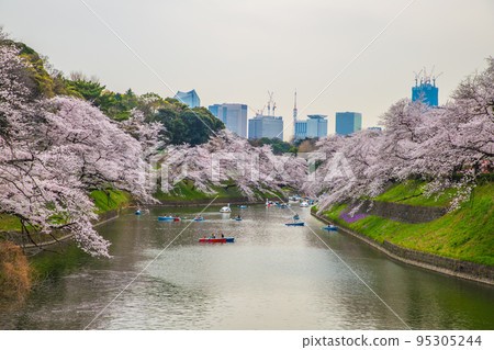 東京千鳥淵,櫻花風光 東京千鳥淵,櫻花風光 95305244
