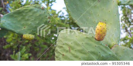 tall thorny opuntia ficus-indica cactus plant. 95305346