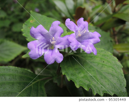 鈴木芝花 Strobilanthes oligantha 95305449