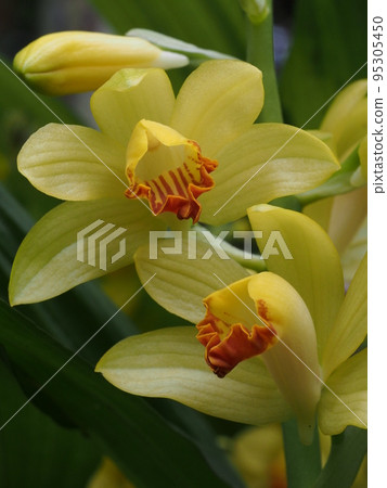 Ganzekiran flower Phaius flavus 95305450