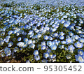 Blue of Nemophila 95305452