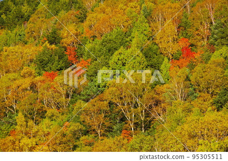 在長野縣志賀高原的木戶池看到的山葉 在長野縣志賀高原的木戶池看到的山葉 95305511