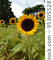 sunflower	 95305528