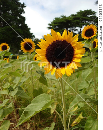 sunflower	 95305528