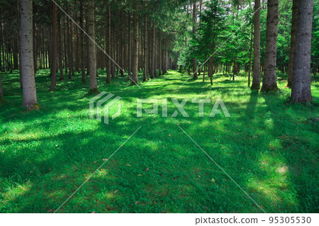 夏季德國雲杉林中的凱達高原 95305530