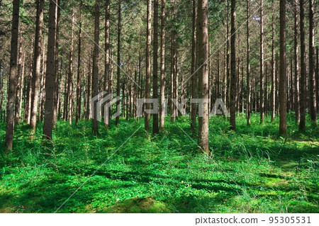 Kaida Kogen in summer German spruce forest Kaida Kogen in summer German spruce forest 95305531