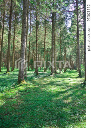 Kaida Kogen in summer German spruce forest 95305532
