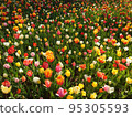  Colorful tulips 95305593
