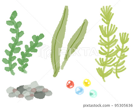 金魚 水生植物 95305636