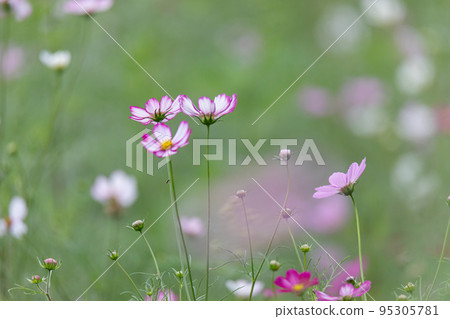 Cosmos Cosmos 95305781