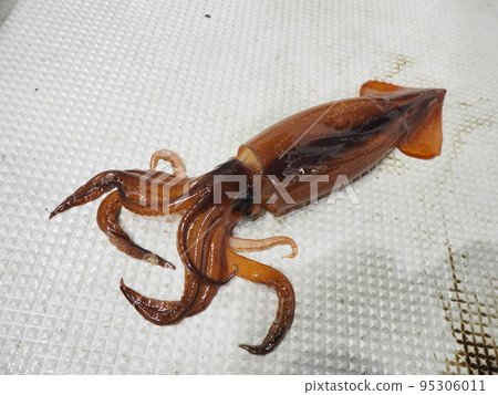 烏賊 烏賊 95306011