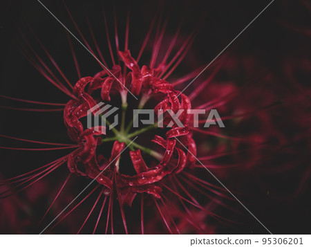 Kinchakuda cluster amaryllis, Hidaka City, Saitama Prefecture 95306201