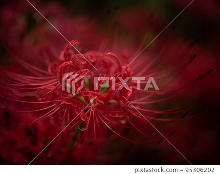 Kinchakuda cluster amaryllis, Hidaka City, Saitama Prefecture 95306202