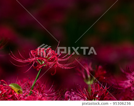Kinchakuda cluster amaryllis, Hidaka City, Saitama Prefecture Kinchakuda cluster amaryllis, Hidaka City, Saitama Prefecture 95306236