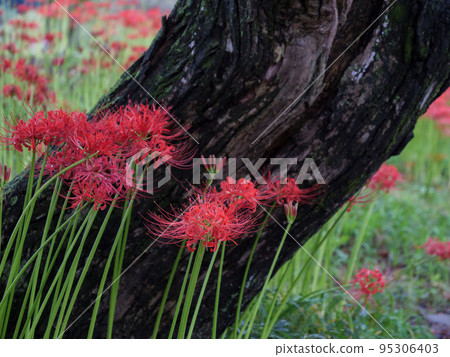 Kinchakuda cluster amaryllis, Hidaka City, Saitama Prefecture Kinchakuda cluster amaryllis, Hidaka City, Saitama Prefecture 95306403