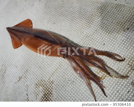 Squid 95306410