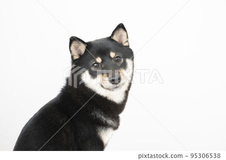 Profile of Sherri of black shiba smiling in white background Profile of Sherri of black shiba smiling in white background 95306538