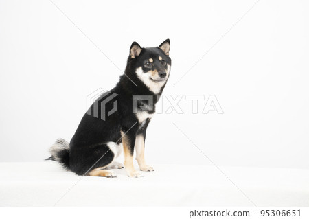Sheri of black shiba smiling with a white background 95306651