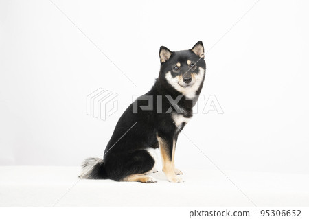 Sheri of black shiba smiling with a white background Sheri of black shiba smiling with a white background 95306652