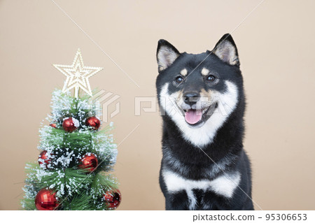 Black Shiba Inu sitting with a Christmas tree 95306653
