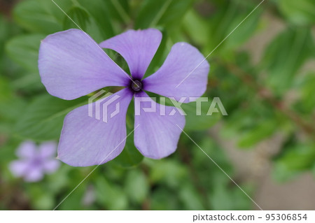 紫色長春花 95306854