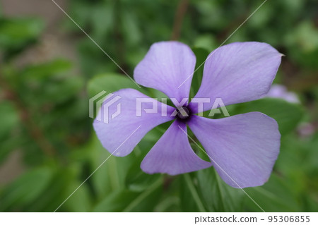 purple periwinkle flower purple periwinkle flower 95306855