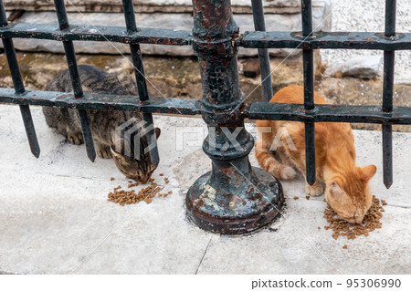 Two cats eating near Hadrian's Library, Athens 95306990