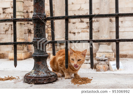 Cute red cat eating near Hadrian's Library, Athens Cute red cat eating near Hadrian's Library, Athens 95306992
