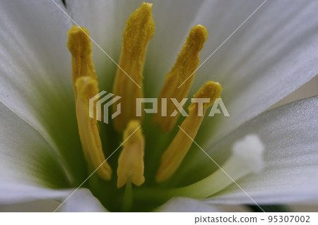 花蕊的宏觀照片 花蕊的宏觀照片 95307002