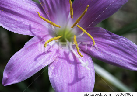 花蕊的宏觀照片 花蕊的宏觀照片 95307003