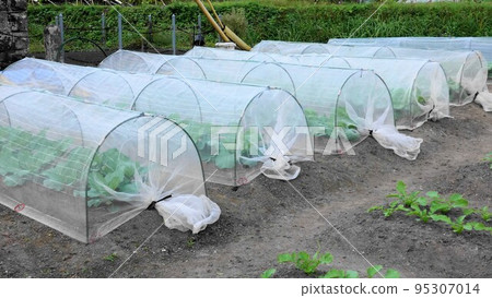 Tunnel cultivation of vegetable fields Tunnel cultivation of vegetable fields 95307014