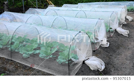 Tunnel cultivation of vegetable fields Tunnel cultivation of vegetable fields 95307015