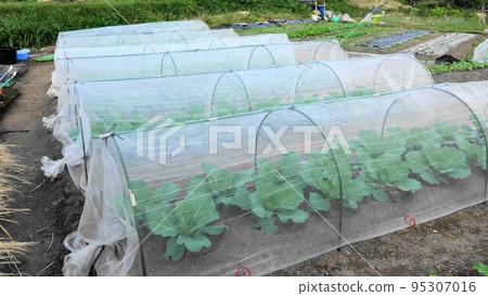 Tunnel cultivation of vegetable fields Tunnel cultivation of vegetable fields 95307016
