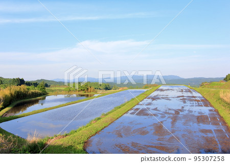 Rice field before rice planting Rice field before rice planting 95307258