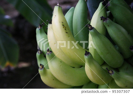 Banana fruit 95307307