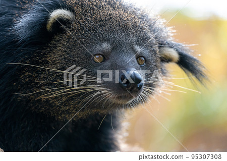 close up of binturong face close up of binturong face 95307308