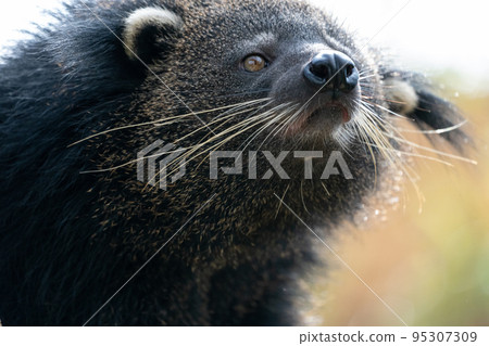 close up of binturong face close up of binturong face 95307309