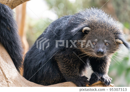 動物園裡的熊狸 動物園裡的熊狸 95307313