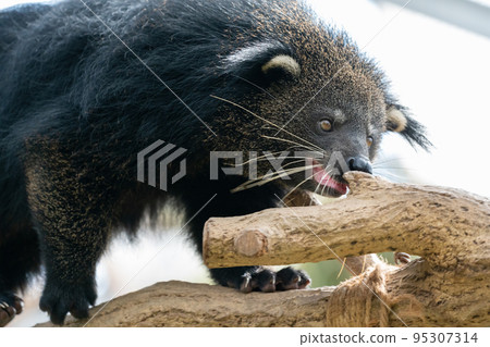 動物園裡的熊狸 95307314