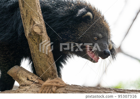 動物園裡的熊狸 95307316