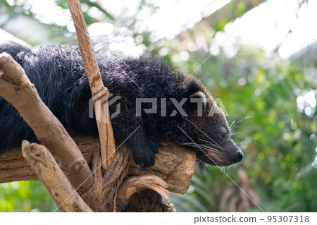 binturong at the zoo 95307318