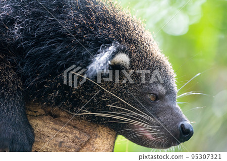 binturong at the zoo binturong at the zoo 95307321